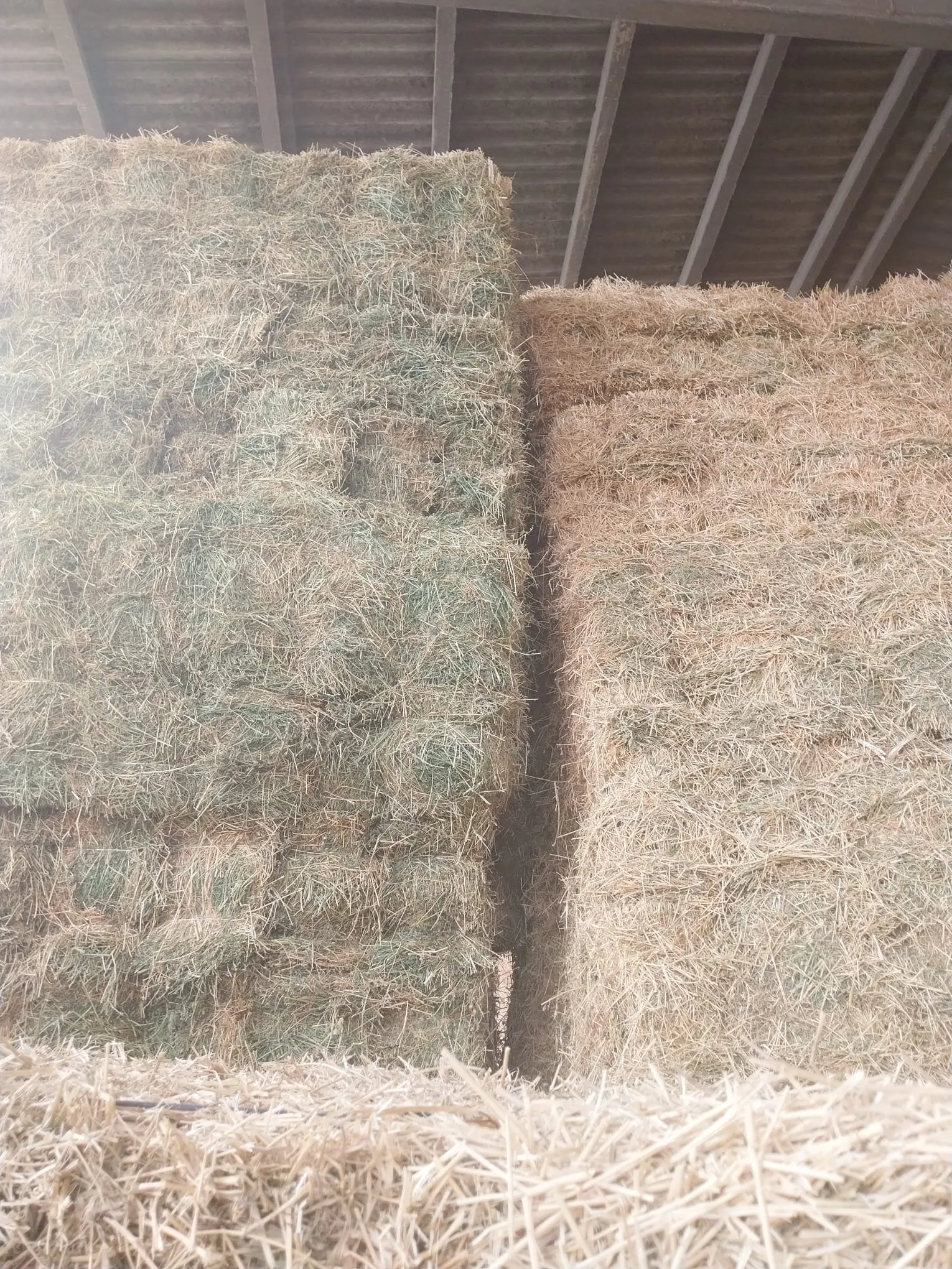 Alfalfa - edebc919 67a5 490d a988 deb634f0e83e 2